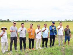 Padi Biosalin, Inovasi Cerdas Ubah Tambak Asin Jadi Sawah Produktif di Lampung Selatan