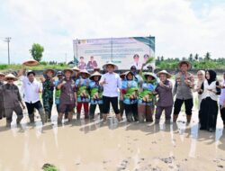 Pemkab Lampung Selatan dan Kejati Lampung Dorong Ketahanan Pangan lewat Ekspansi Padi Biosalin di Sragi