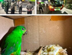 Bus dari Palembang Bawa 991 Burung Liar, Terhenti Saat Diperiksa di Bakauheni
