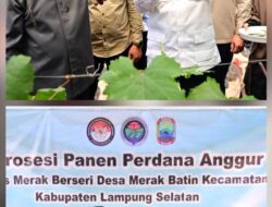 Kebun Anggur BUMDes Merak Batin Curi Perhatian Mendes PDT, Harapan Baru Ekonomi Warga Mulai Berbuah